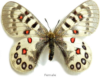 Parnassius hardwickii