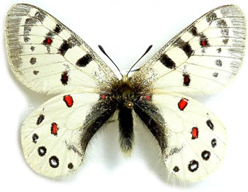 Parnassius hardwickii