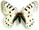 Parnassius hardwickii