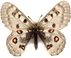 Parnassius honrati