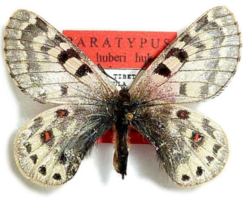 Parnassius huberi  