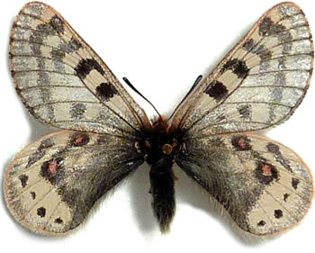 Parnassius huberi  