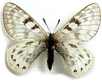 Parnassius hunnyngtoni 