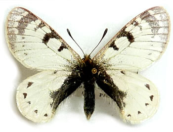 Parnassius hunnyngtoni 