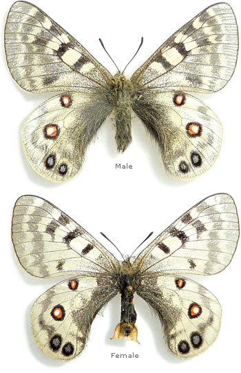 Parnassius imperator