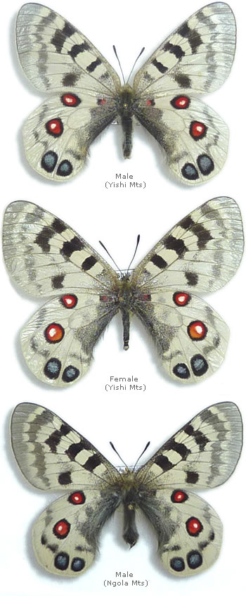 Parnassius imperator