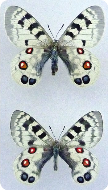 Parnassius imperator