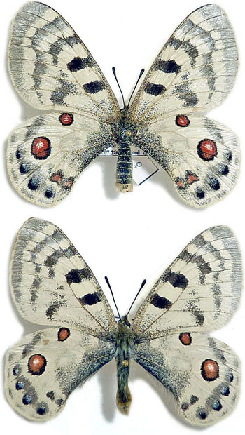 Parnassius inopinatus 