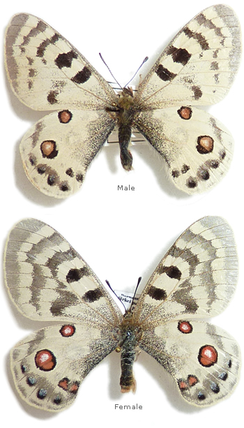 Parnassius inopinatus 