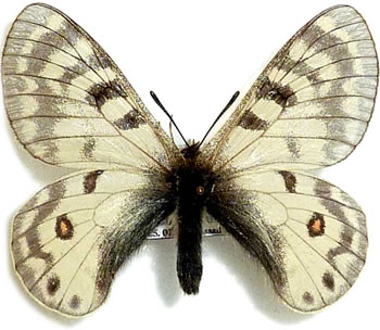 Parnassius ruth 