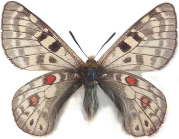 Parnassius labeyriei