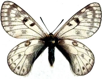 Parnassius maharaja