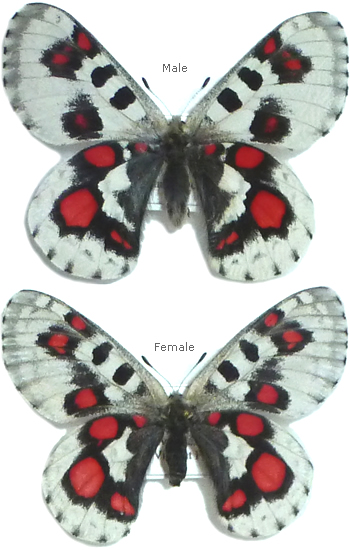 Parnassius nomius