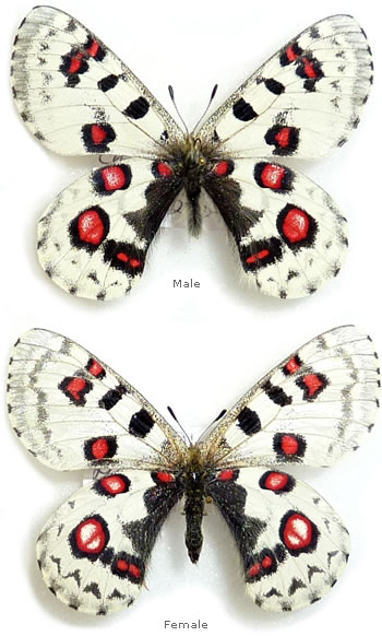 Parnassius nomius