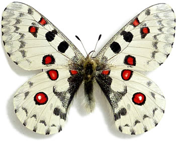 Parnassius nomion