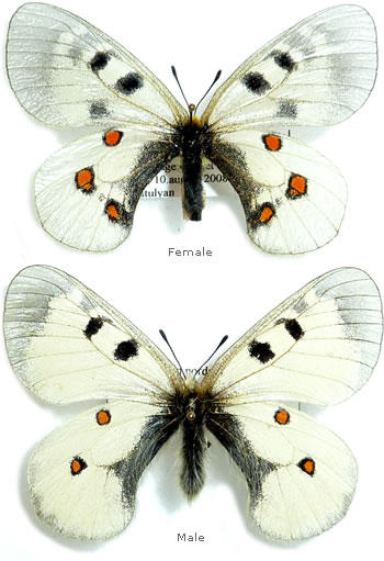 Parnassius nordmanni