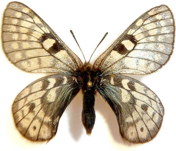 Parnassius nosei