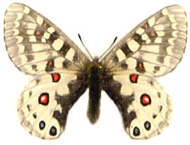 Parnassius orleans