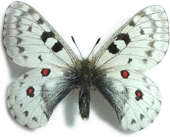 Parnassius rubicundus