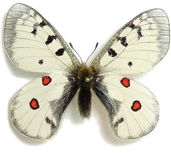 Parnassius sacerdos 