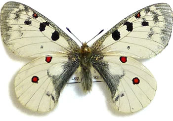 Parnassius sacerdos 