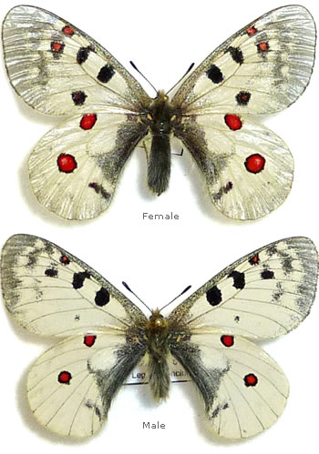 Parnassius sacerdos 