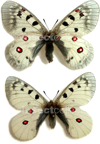 Parnassius (phoebus) sacerdos