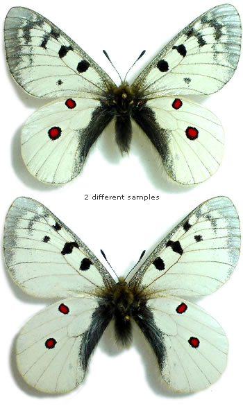 Parnassius (phoebus) sacerdos