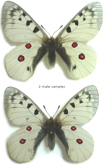 Parnassius (phoebus) sacerdos