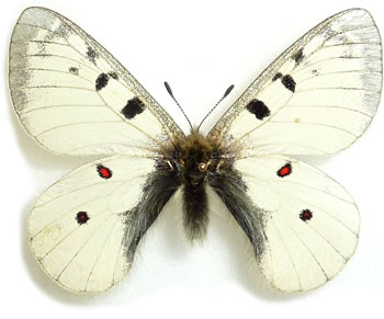 Parnassius (phoebus) sacerdos