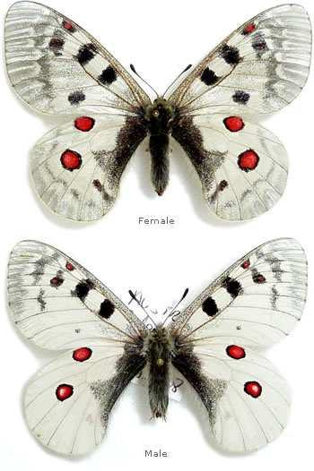 Parnassius (phoebus) sacerdos 