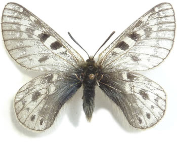 Parnassius schultei 