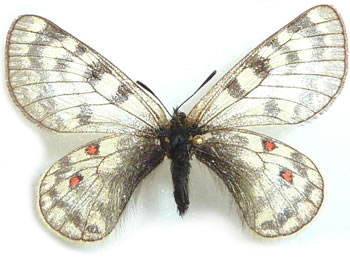 Parnassius simo