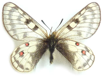 Parnassius simo