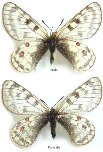 Parnassius simo