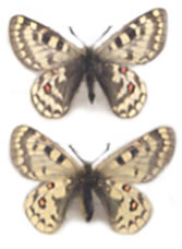 Parnassius simo