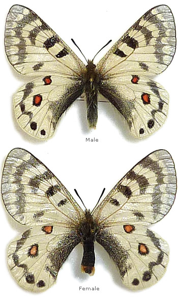 Parnassius staudingeri