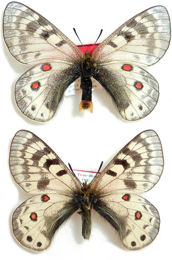 Parnassius staudingeri