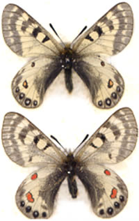 Parnassius kumanoensis 