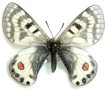 Parnassius stenosemus 