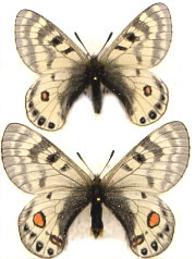 Parnassius stenosemus 