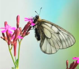 Parnassius stubbendorfii 