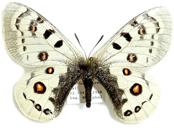 Parnassius szechenyii