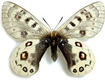 Parnassius szechenyii