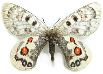 Parnassius szechenyii