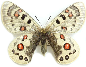 Parnassius szechenyii