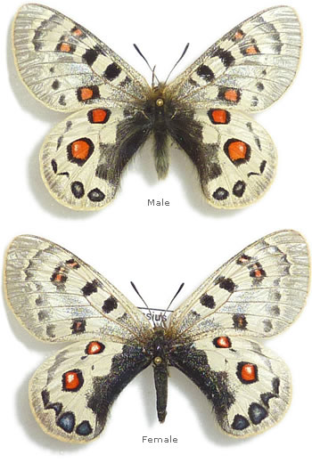 Parnassius szechenyii