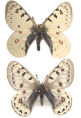 Parnassius tenedius