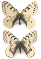 Parnassius tenedius