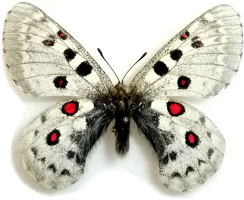 Parnassius tianschanicus 